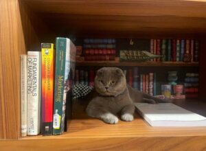 Bibliothèque dans l'hôtel